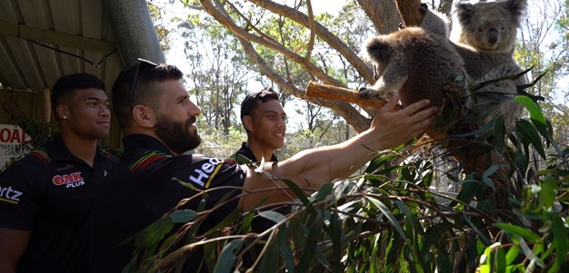 Koalas, snakes and Panthers unite in Bega